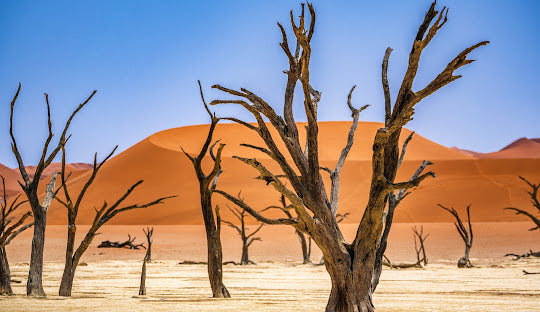 Top X (Twitter) Management Company in Namibia