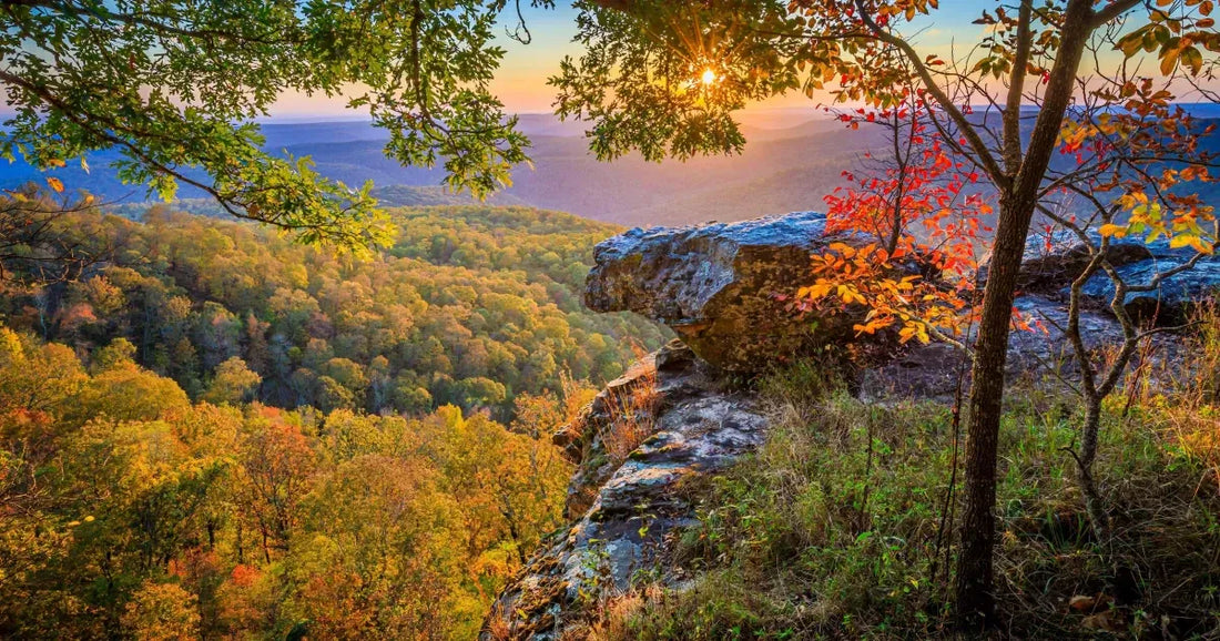 Best Instagram Management Companies in Arkansas