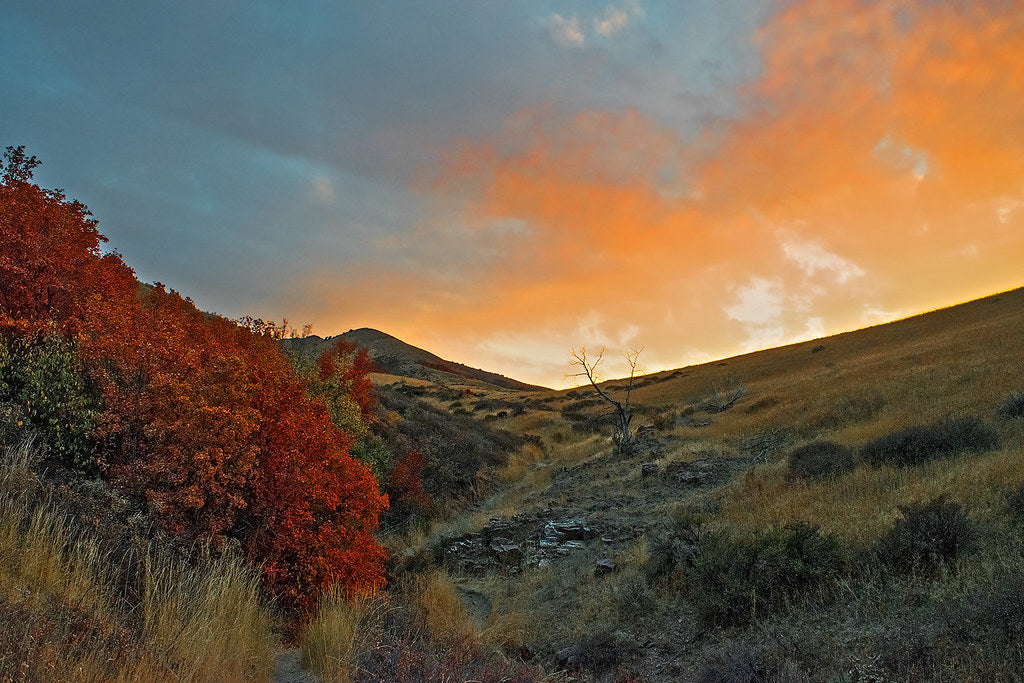 Top or Best Twitch Management Agencies and Companies in Pocatello, Idaho