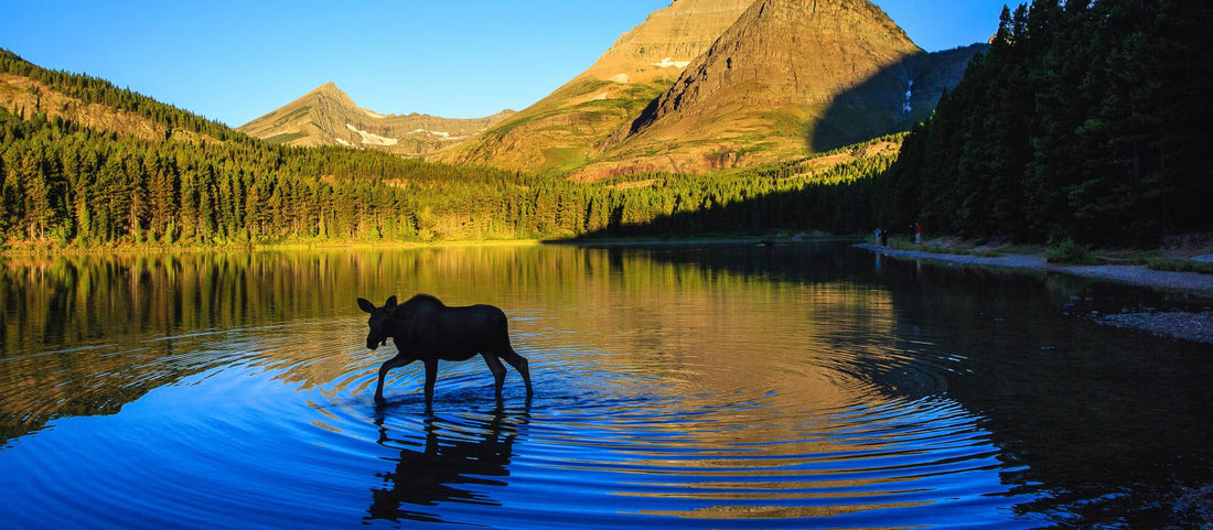 Top Logo Animation Agencies in Montana