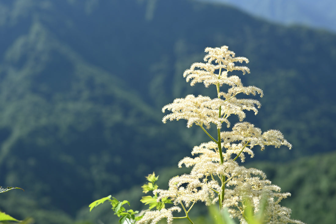 Top or Best T-Shirt & Merchandise Design Services in Niigata, Japan