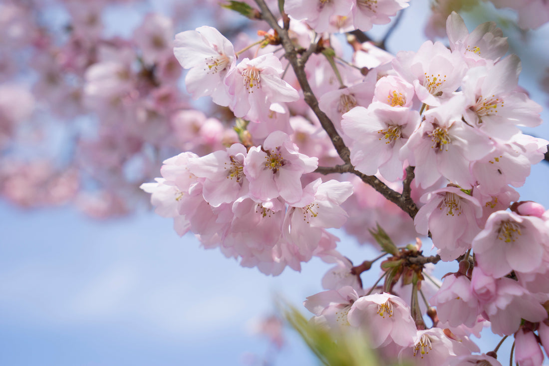 Top or Best Athlete Management Agencies in Niigata, Japan