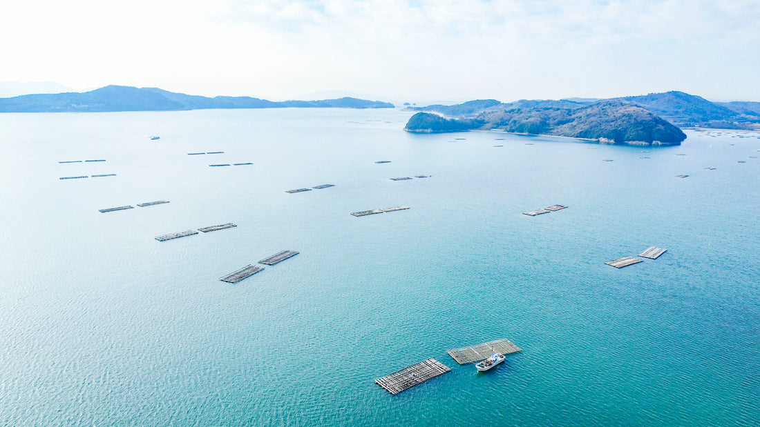 Top or Best Brand Collaboration Agencies in Okayama, Japan