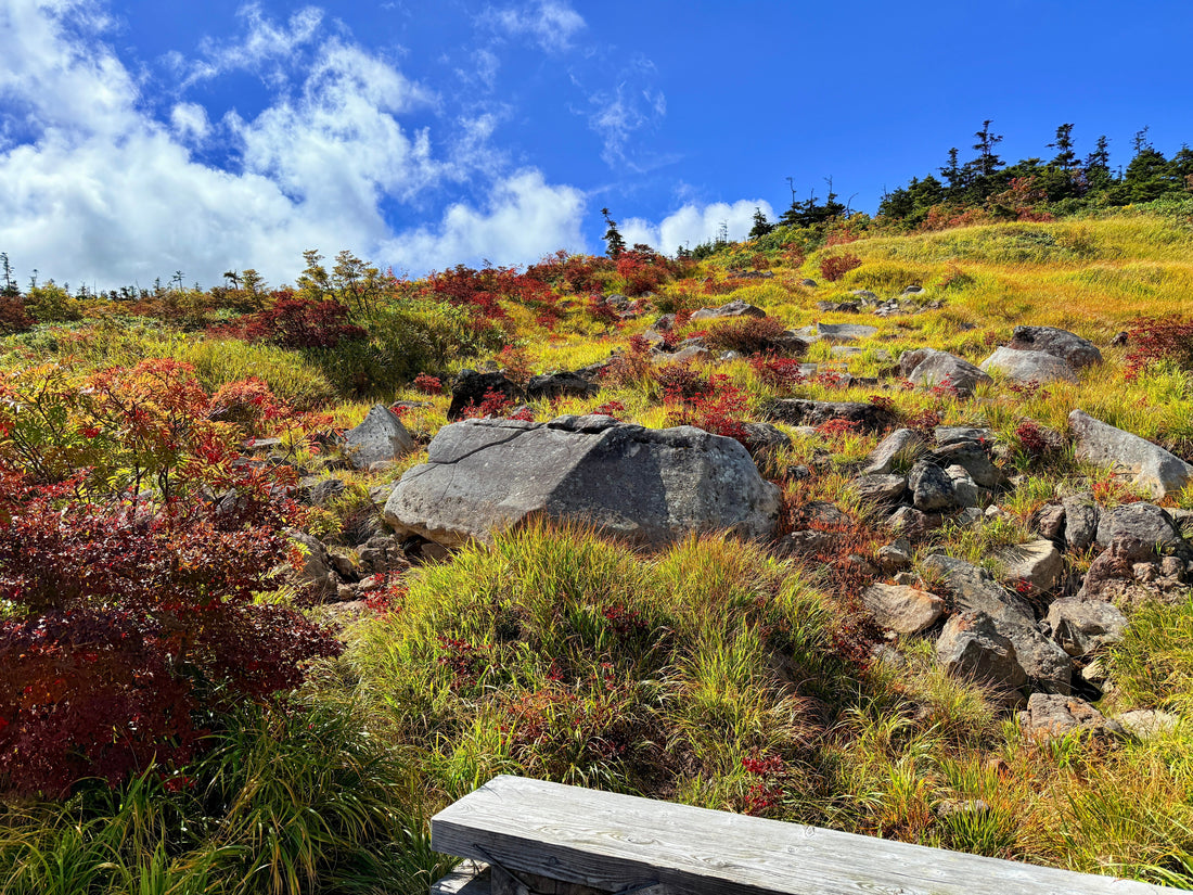 Top or Best Poster Design Agencies and Companies in Niigata, Japan