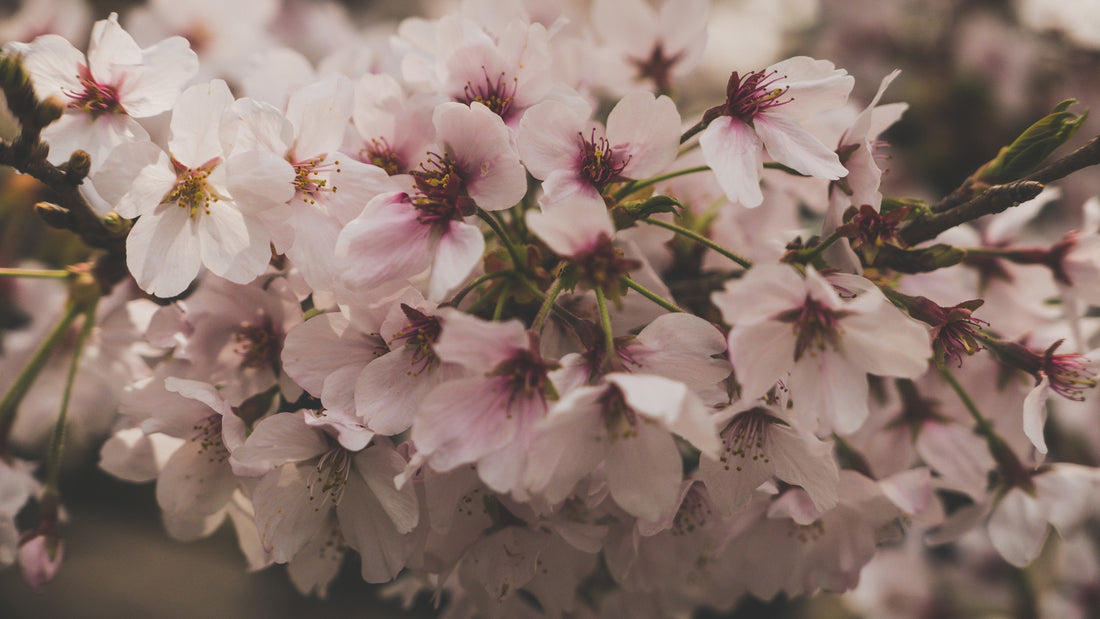 Top or Best Influencer Outreach & Coordination Agencies and Companies in Kumamoto, Japan