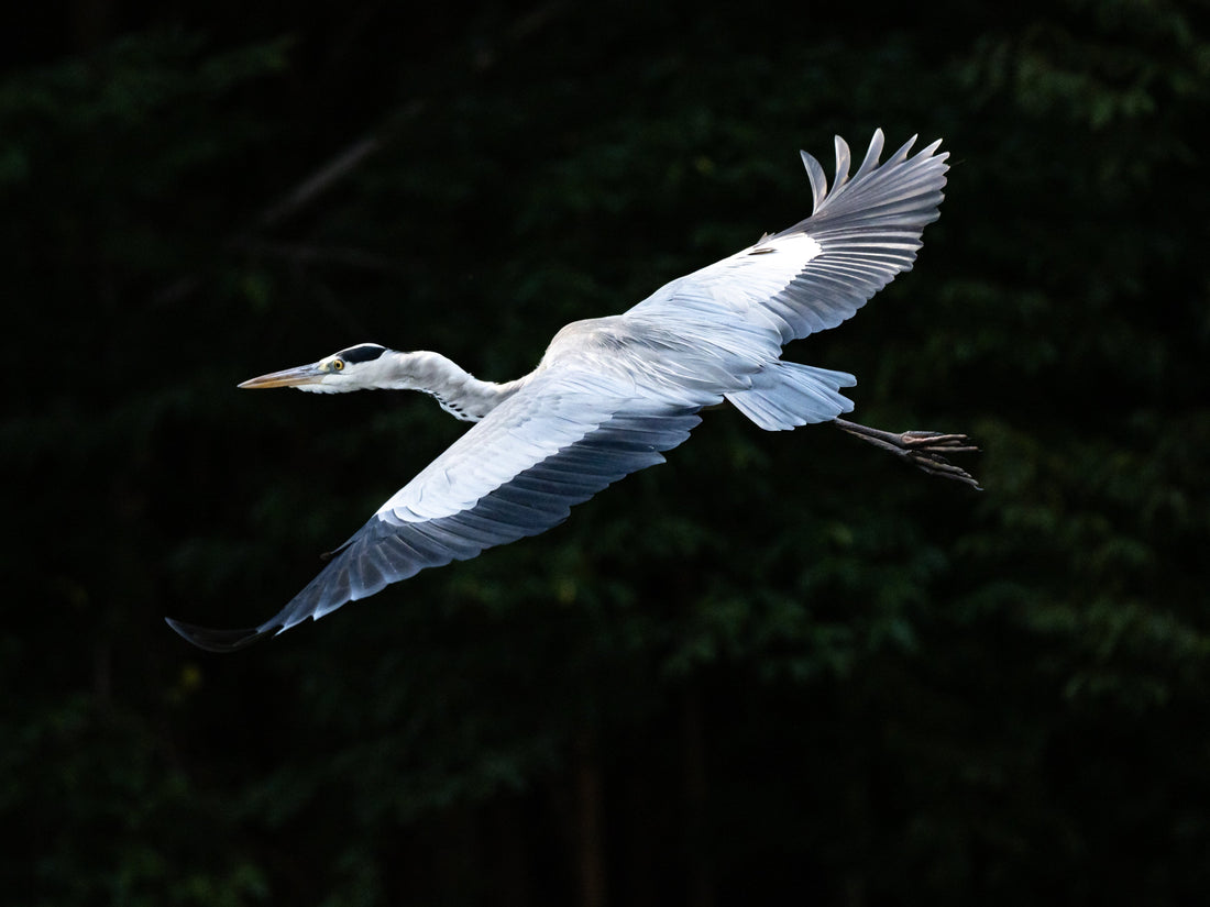 Top or Best Virtual Background Design Agencies in Sagamihara, Japan