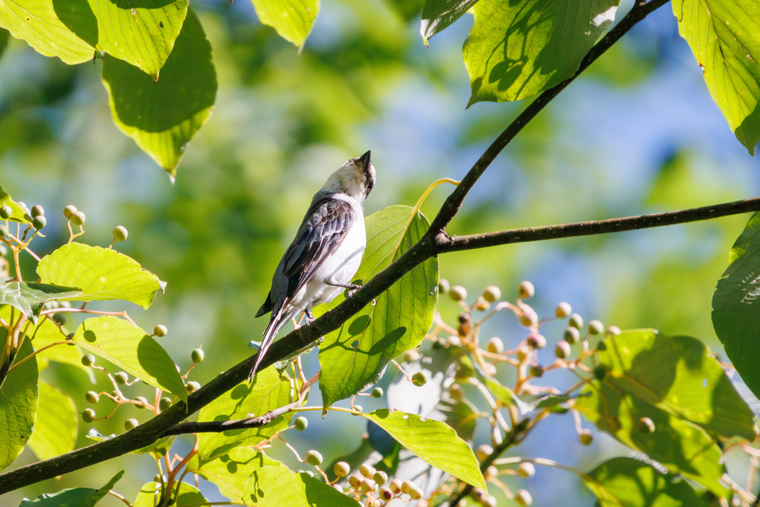 Top or Best Stationery Design Agencies in Sagamihara, Japan