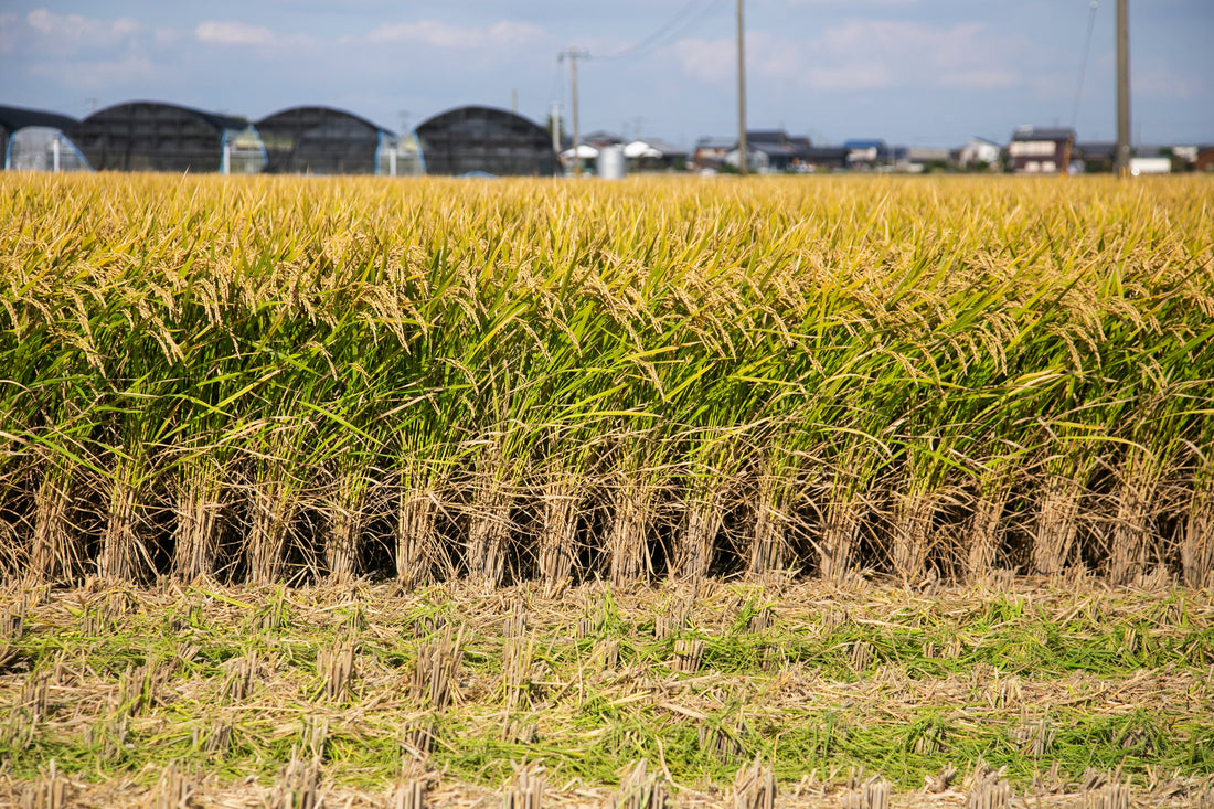 Top or Best Business Card Design Agencies and Companies in Niigata, Japan