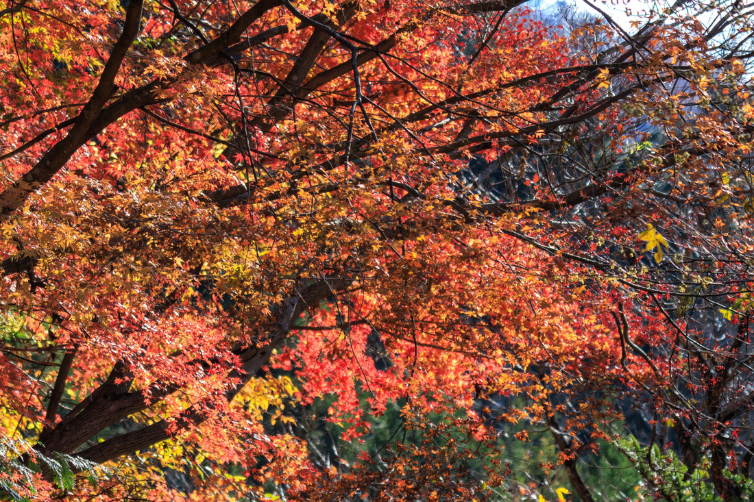 Top or Best Cartoons & Comics Agencies in Sagamihara, Japan