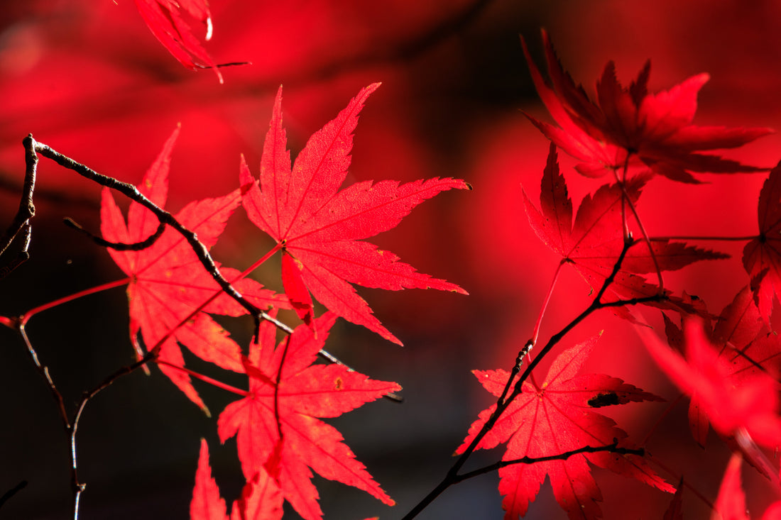 Top or Best YouTube Management Agencies in Sagamihara, Japan