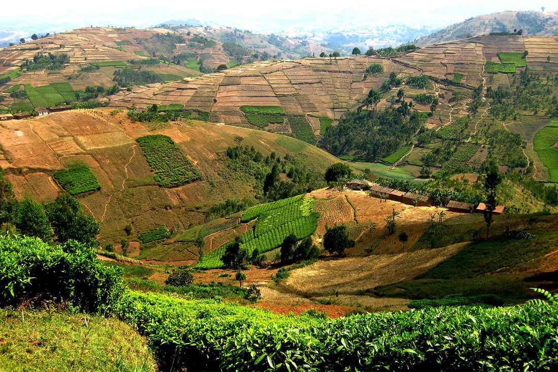 Top or Best Talent Management Agencies and Companies in Burundi