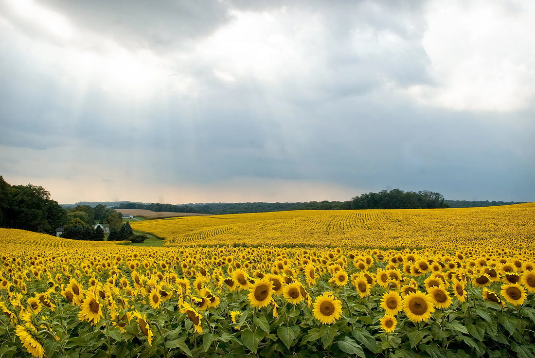 Top Social Media Management Companies in Maryland