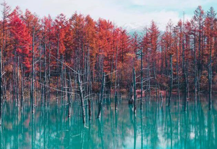 Top or Best Banner Ads Agencies in Sapporo, Japan