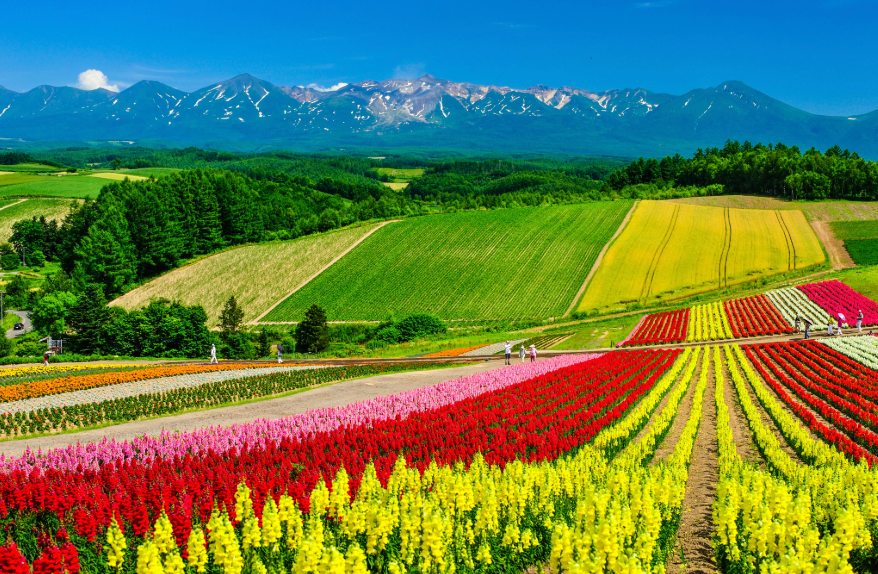 Top or Best App UI/UX Design Agencies in Sapporo, Japan