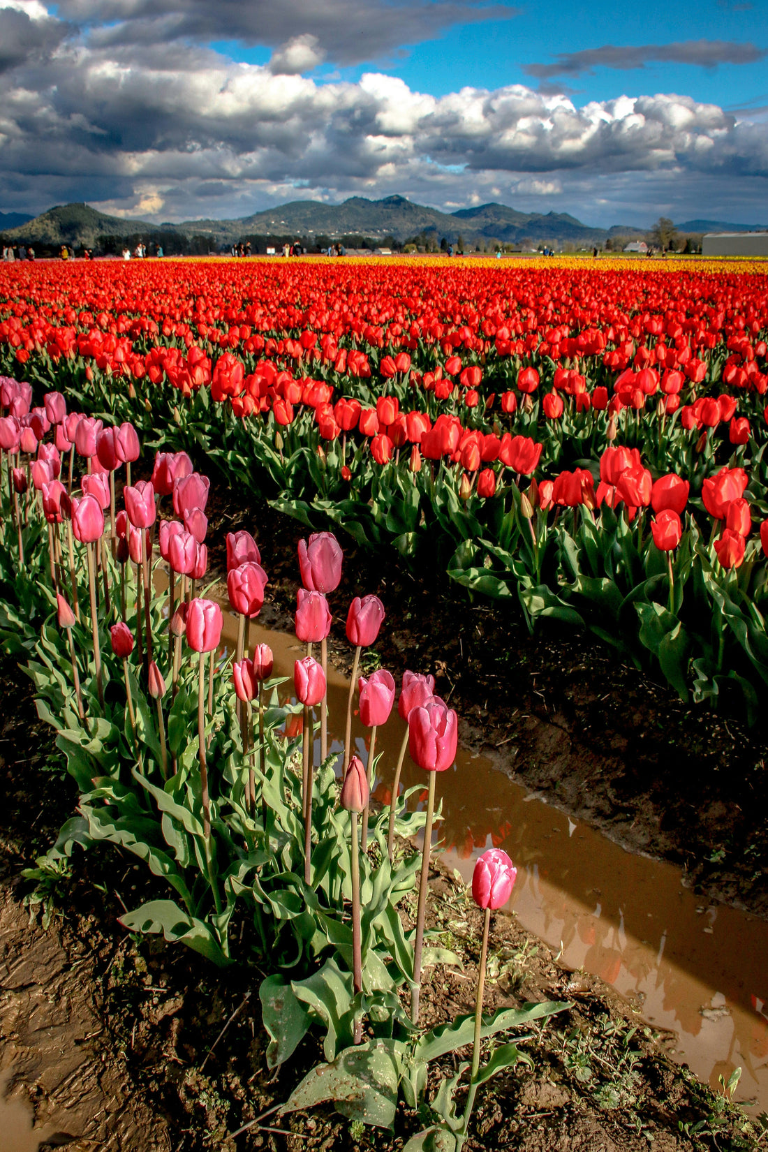 Top or Best Graphics for Streamers Agencies and Companies in Spring Valley, Nevada