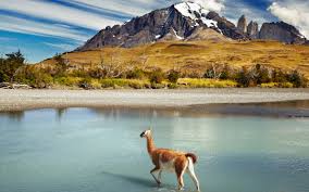Top Cartoons and Comics Agencies in Chile