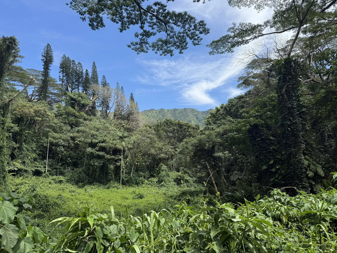 Top or Best T-Shirt & Merchandise Design Agencies and Companies in Hawaii