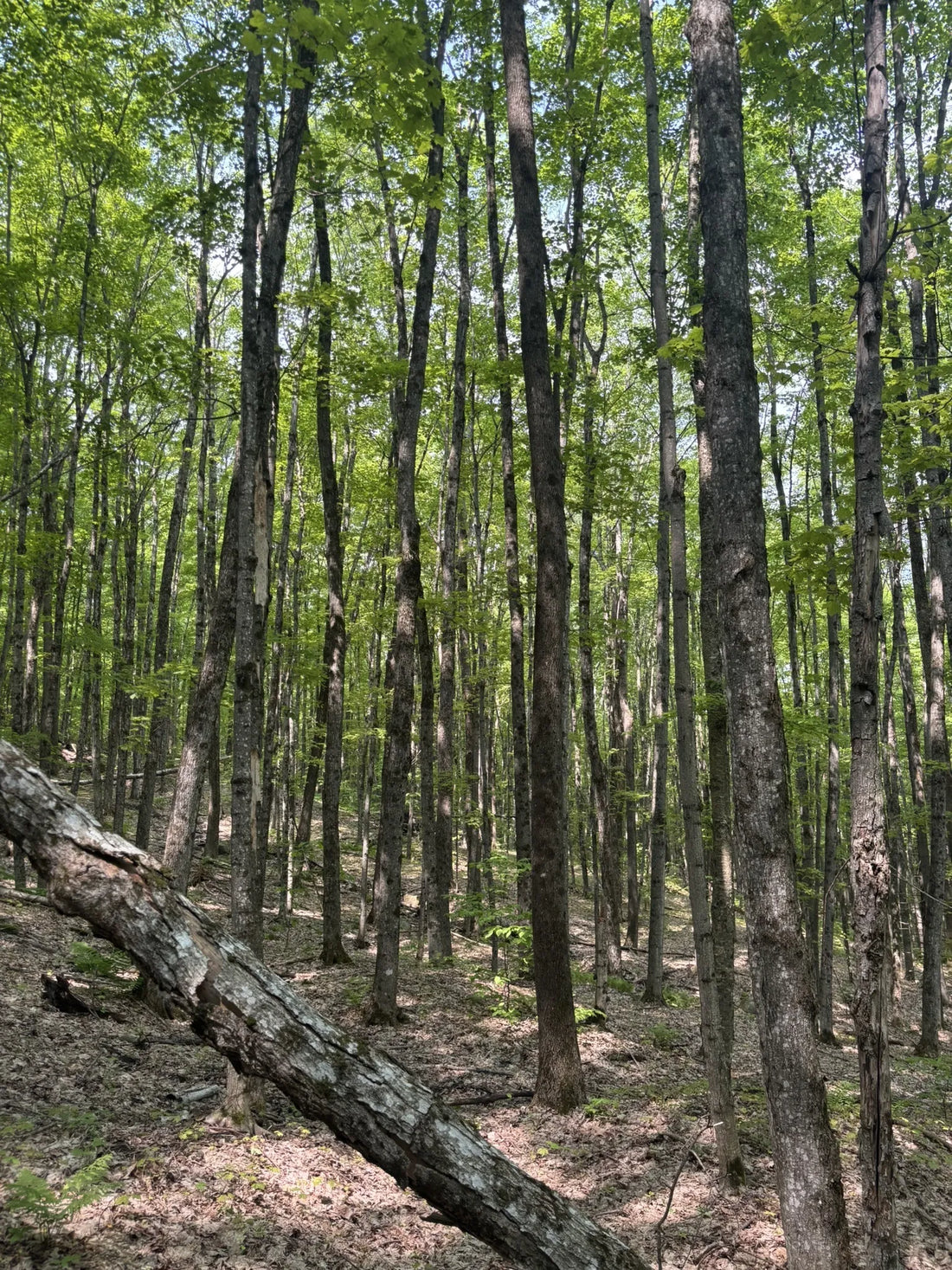 Best or Top Drawing & Illustration Agencies and Companies in St. Johnsbury, Vermont