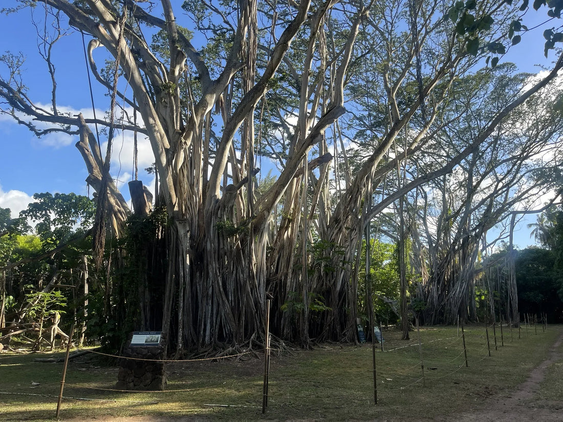 Top or Best Influencer Management Agencies and Companies in Hawaii