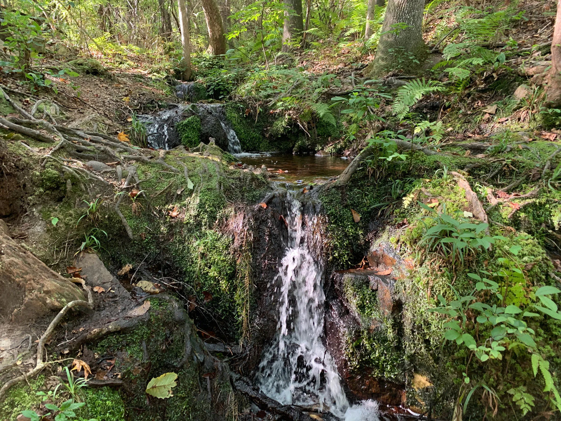 Top Influencer Management Agencies and Companies in Georgia