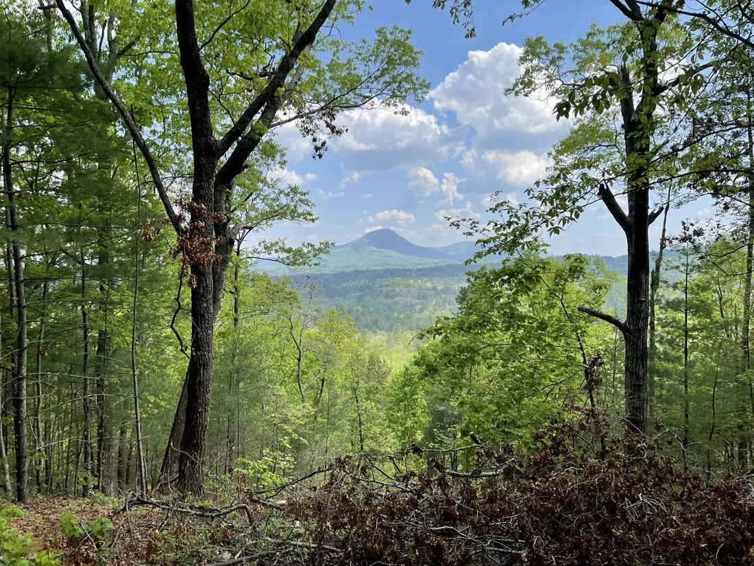 Top Book Cover Design Agencies and Companies in Georgia