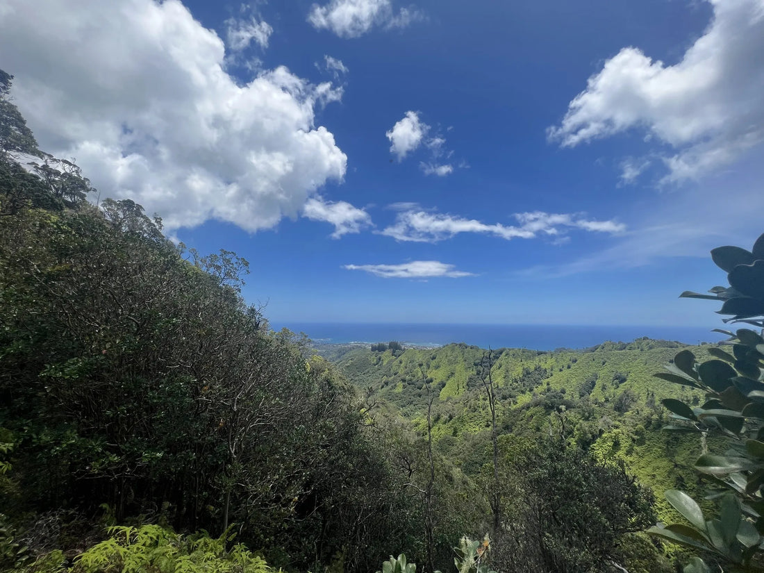 Top or Best Graphic Design Agencies and Companies in Hawaii