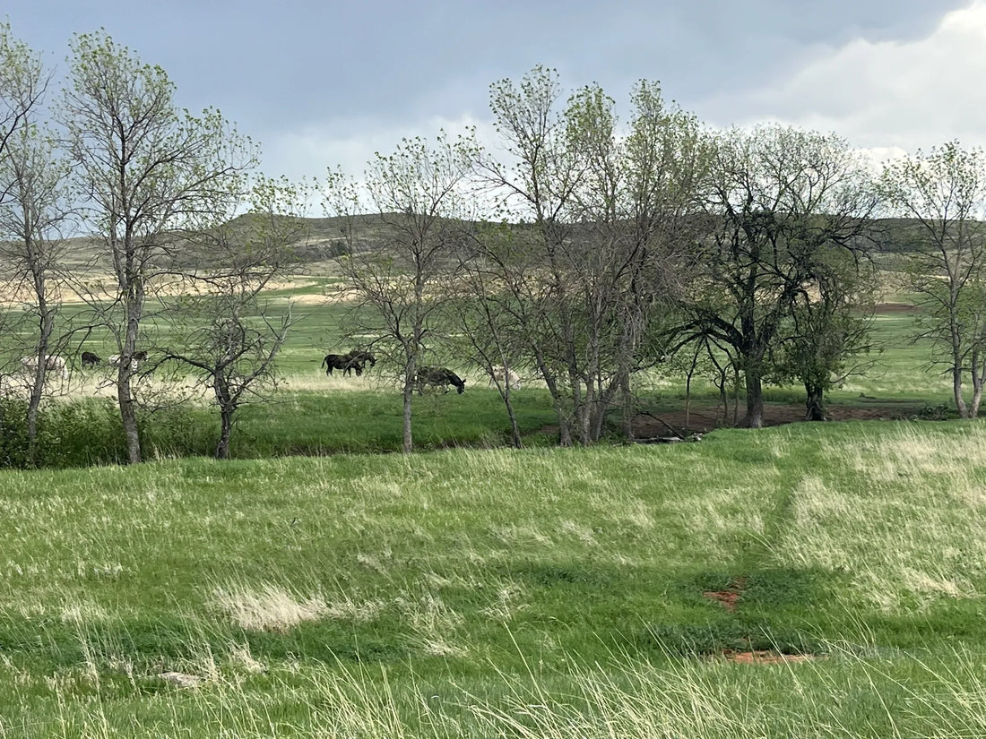 Best or Top Graphic Design Subscription Agencies and Companies in Sioux Falls, South Dakota