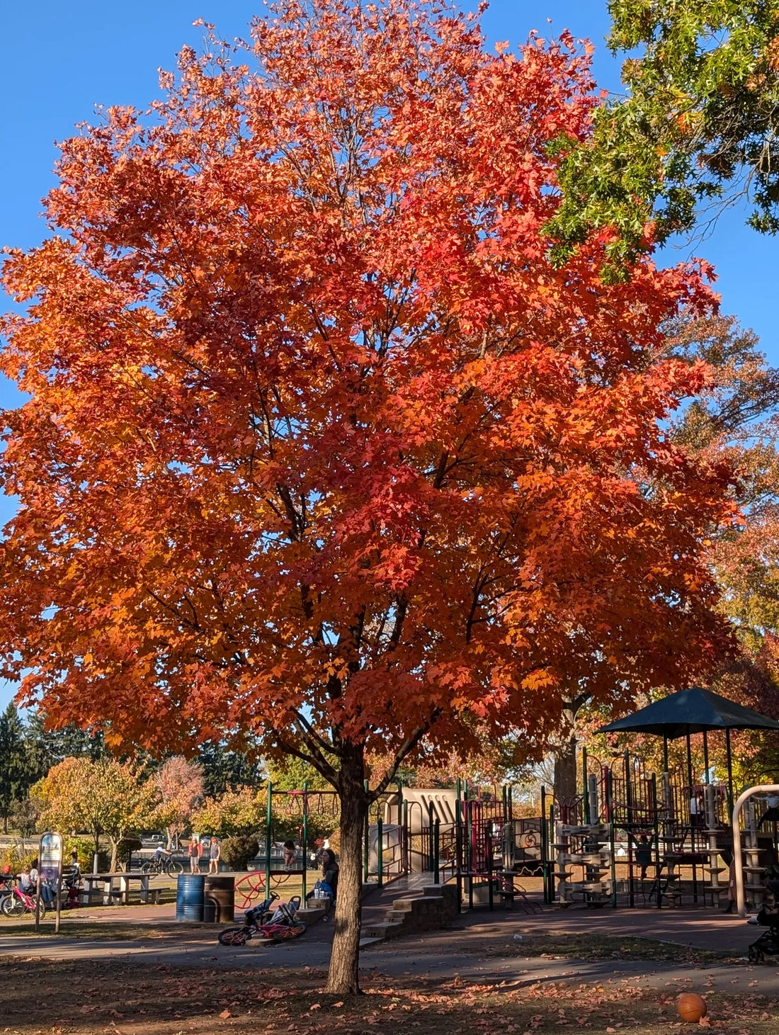 Best or Top LTikTok Management Agencies and Companies in Edison, New Jersey