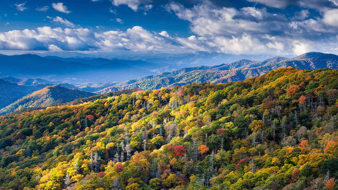 Top or Best Social Media Design Agencies and Companies in Jackson, Tennessee