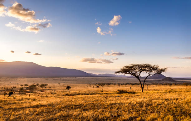 Top Social Media Management Company in Kenya