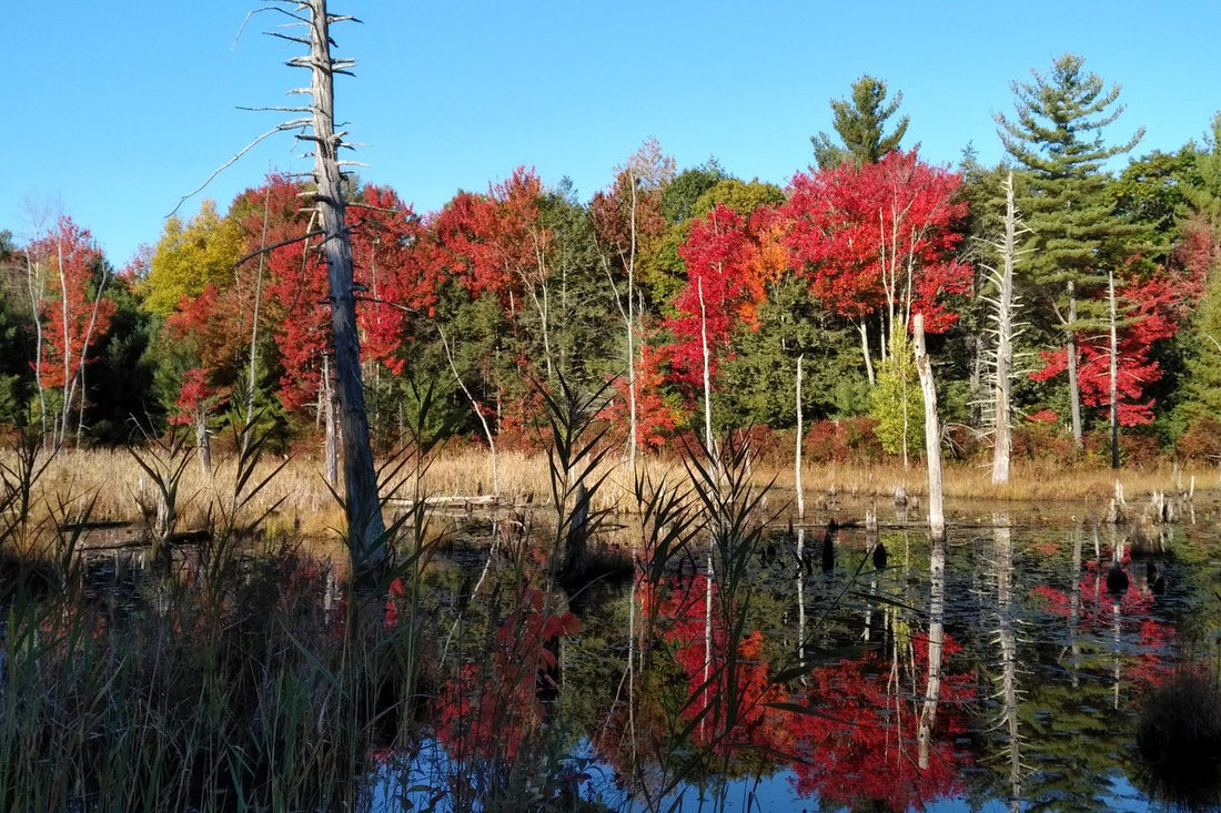 Top or Best Infographic Design Agencies and Companies in Milford, New Hampshire