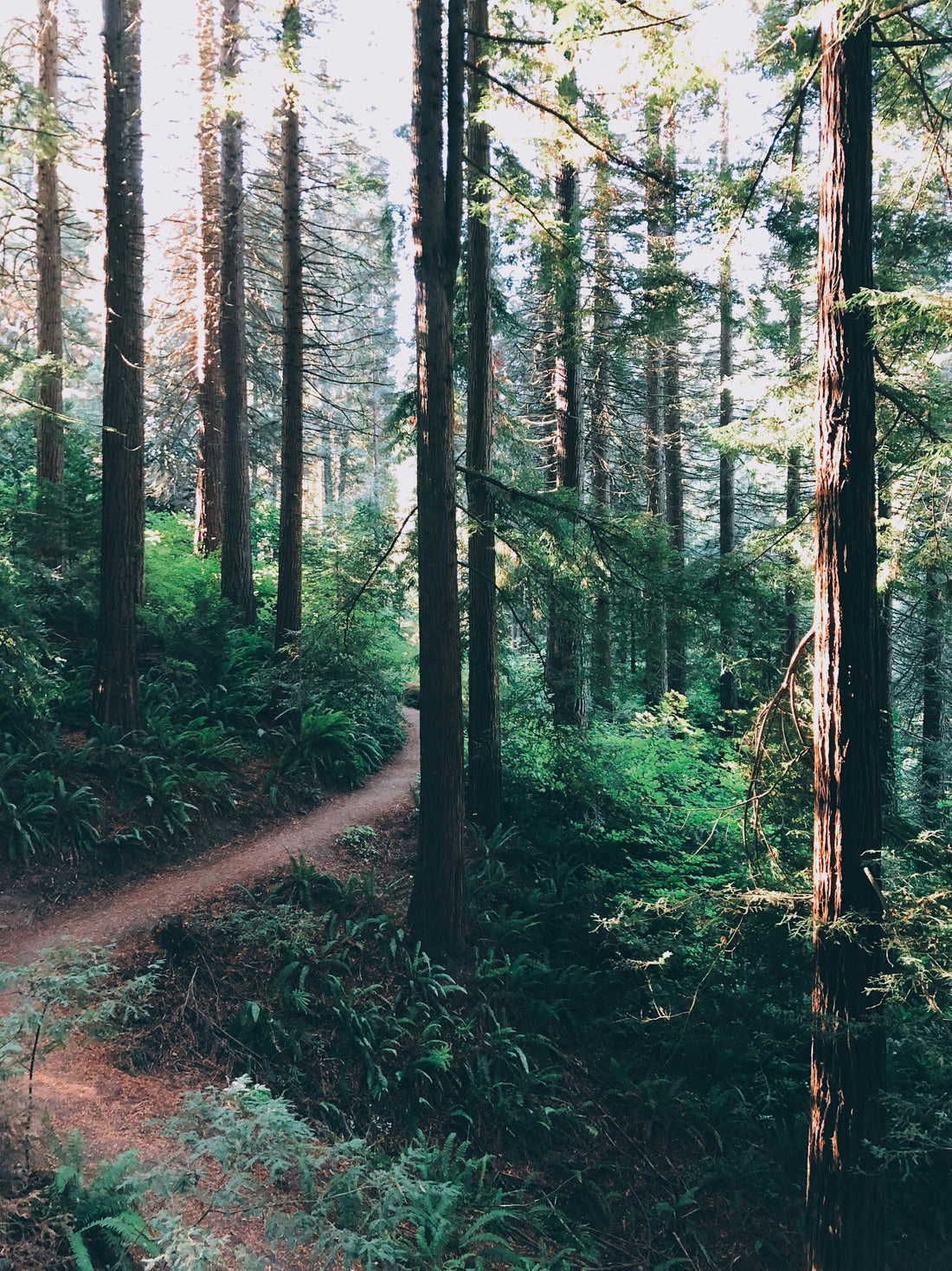 Top and Best Graphic Design Agencies and Companies in Portland, Oregon