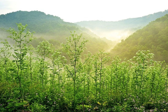 Top 5 Catalog Design Agencies in West Virginia