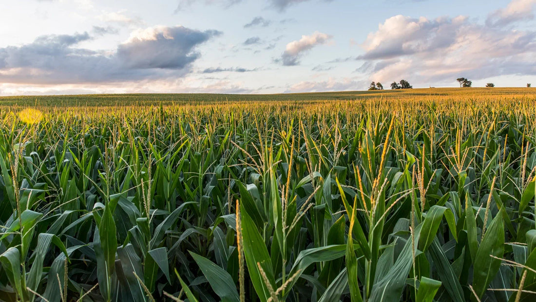 Top or Best Postcard Design Agencies and Companies in Johnston, Iowa