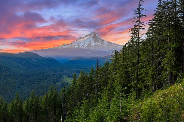 Top 5 Postcard Design Agencies in Oregon