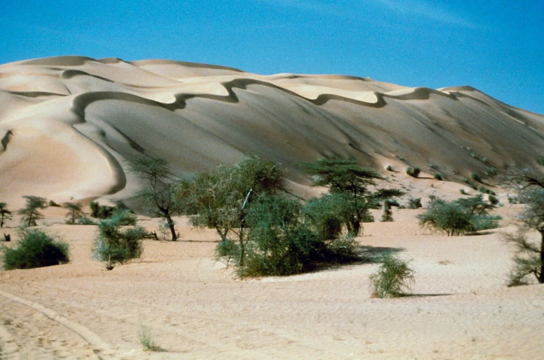 Top or Best Athlete Management Agencies and Companies in Mauritania