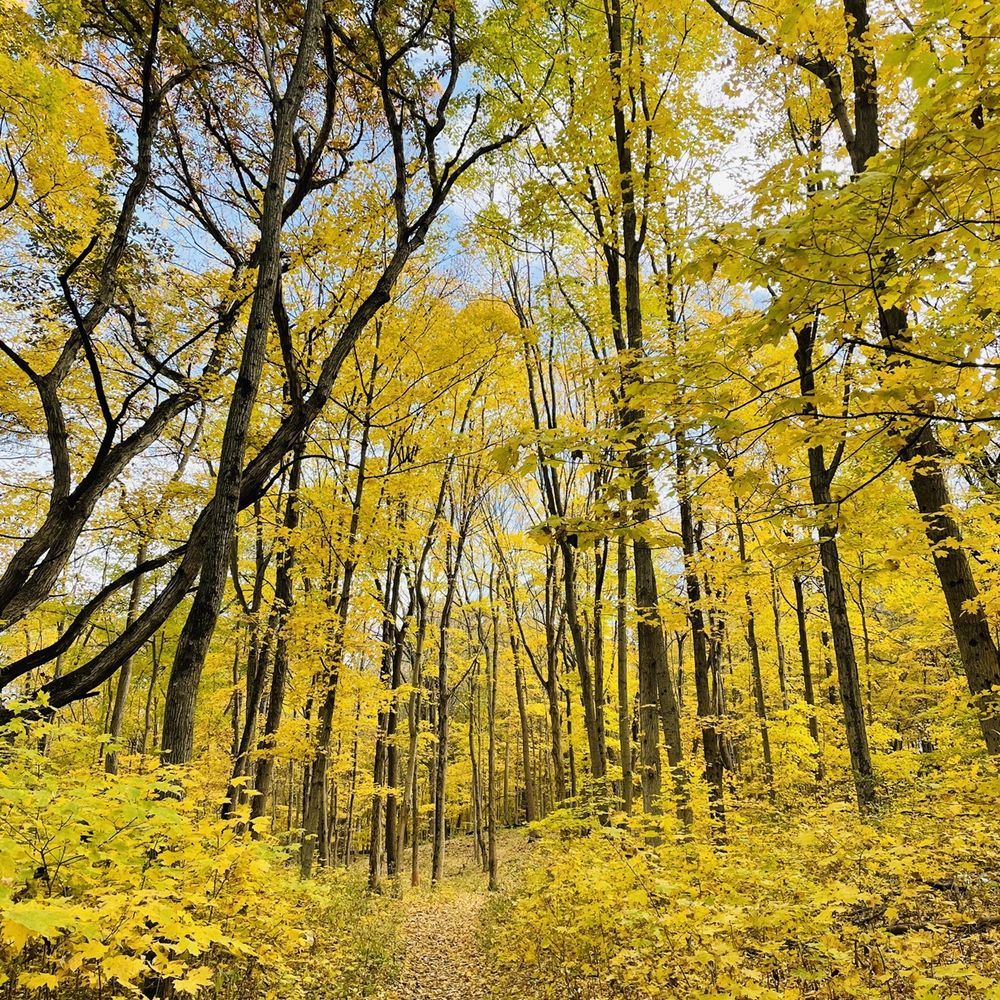 Top or Best NFT Art Agencies and Companies in Schaumburg, Illinois