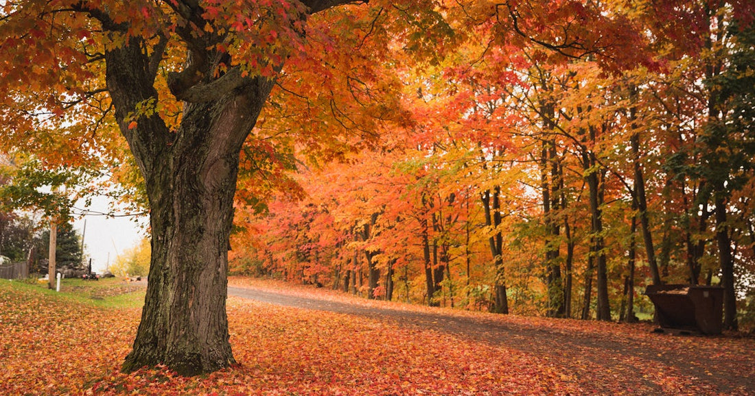 Top or Best Virtual Background Design Agencies and Companies in Fall River, Massachusetts