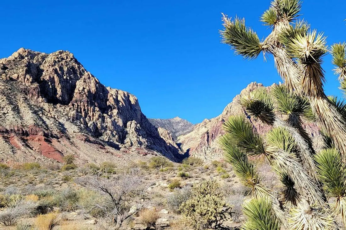 Best or Top LinkedIn Management Agencies and Companies in Las Vegas, Nevada