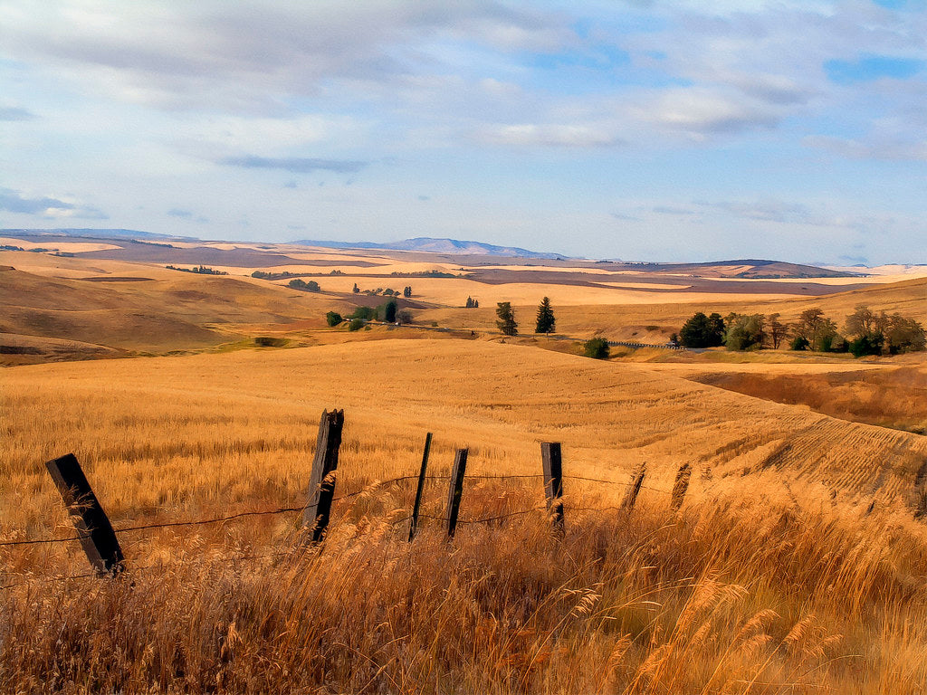 Top or Best Social Media Management Agencies and Companies in Moscow, Idaho