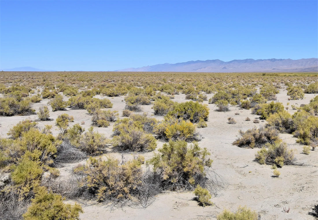 Best or Top Social Media Management Agencies and Companies in Enterprise, Nevada