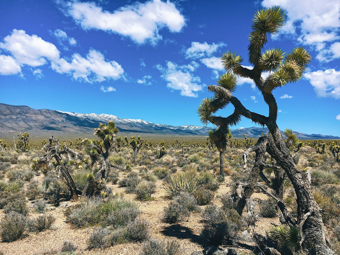 Best or Top Virtual Background Design Agencies and Companies in Enterprise, Nevada