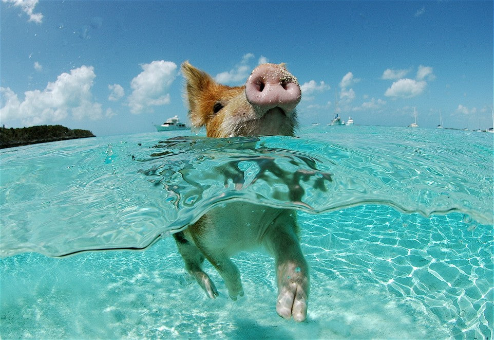 Best Snapchat Management Companies In The Bahamas