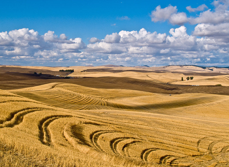 Top or Best TikTok Management Agencies and Companies in Moscow, Idaho