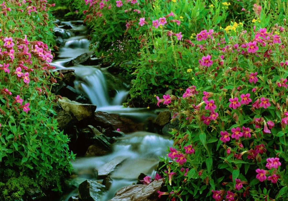 Top or Best Animation and Motion Graphics Agencies and Companies in Martinsburg, West Virginia