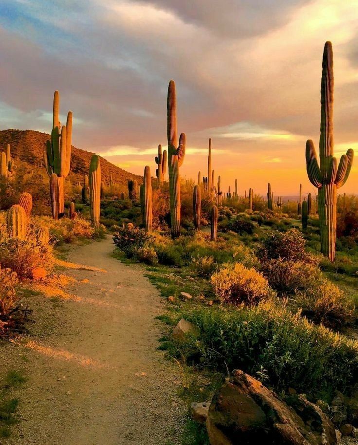 Top or Best Mural Editing Agencies and Companies in Phoenix, Arizona