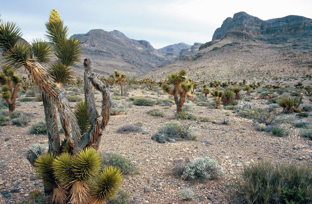 Best or Top Brochure Design Agencies and Companies in Las Vegas, Nevada