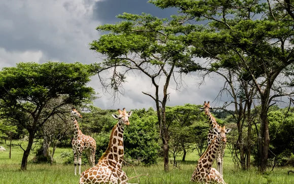 Top or Best Talent Management Agencies and Companies in Uganda