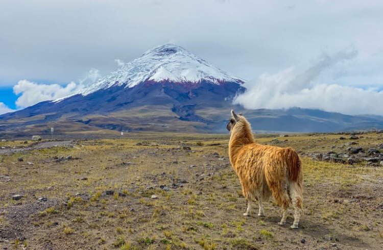 Top or Best Athlete Brand Partnership Agencies and Companies in Ecuador