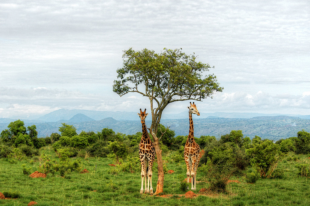 Top or Best Athlete Brand Partnership Agencies and Companies in Uganda